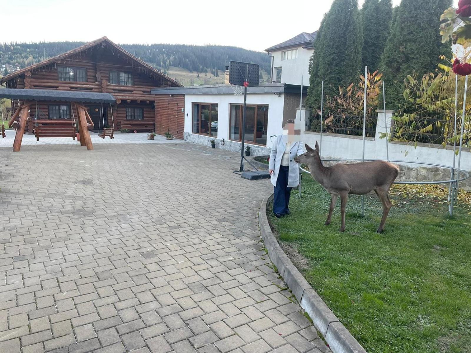 Casa De Munte Villa Vatra Dornei Dış mekan fotoğraf